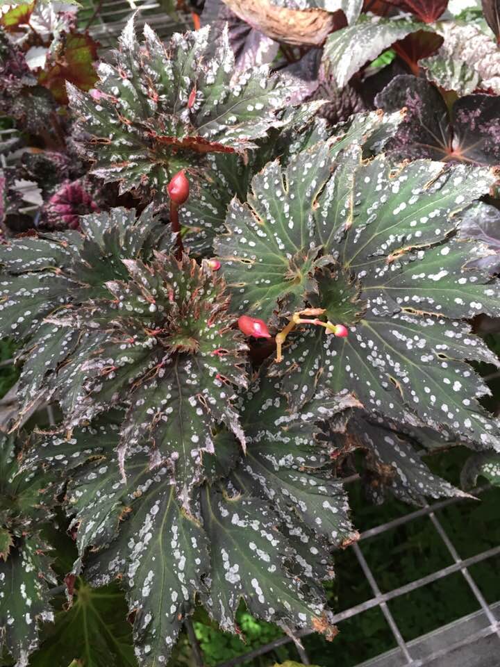 B. ‘Supernova’